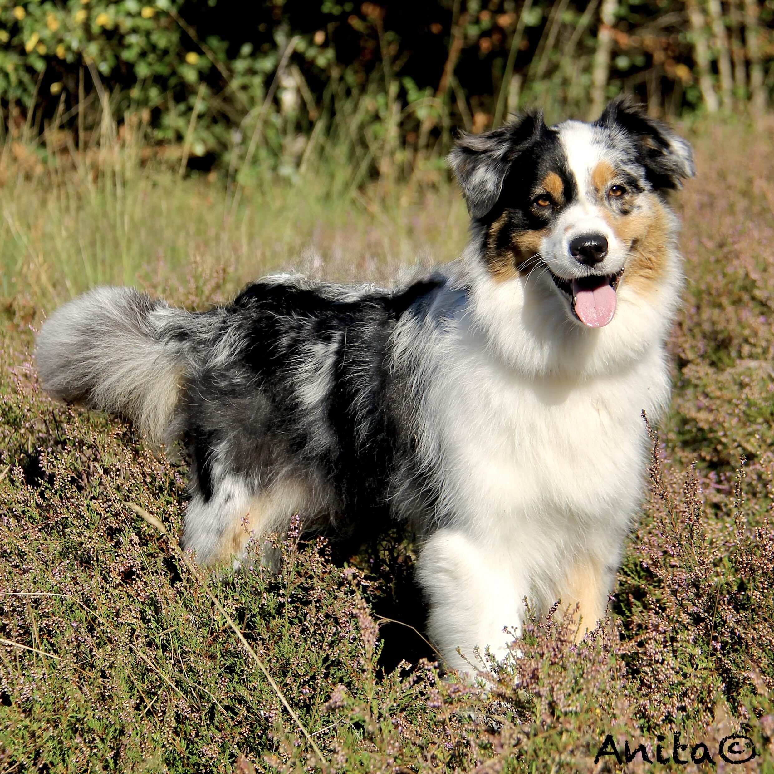 Teefje, Ask Noas Last Dance, ofwel Fay